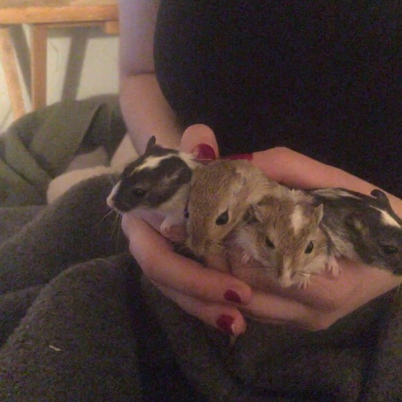 Meet your Posher, Fay - Picture 1 of 1